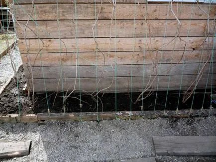 Site-ul Există viață după vârstnici (grădină din beton armat) 50 și Site-ul Există viață după 50 de vârstnici și