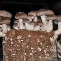 cultivare industrială de alune în casă ca o tehnologie de afaceri, răsaduri, randamentul culturilor (la domiciliu) cultivare industrial de alune în casă ca o tehnologie de afaceri, răsaduri, randamentul culturilor