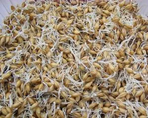 ovăz germinate