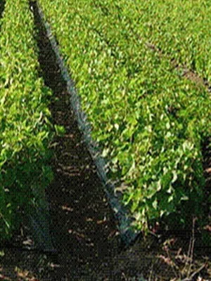 Cultivarea industrială de alune în casă ca o tehnologie de afaceri, răsaduri, randamentul culturilor (în creștere) cultivare industrial de alune în casă ca o tehnologie de afaceri, răsaduri, randamentul culturilor