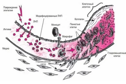 Proprioreceptorii fiziologice