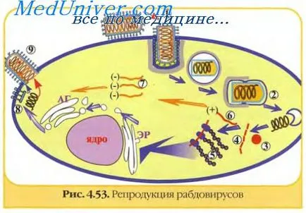 imunitate antivirale