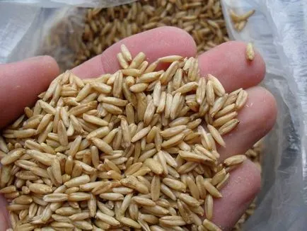 beneficii ovăz germinate și a efectelor nocive