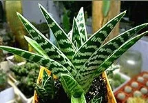 Tipuri de Euphorbia comune (milkweed)