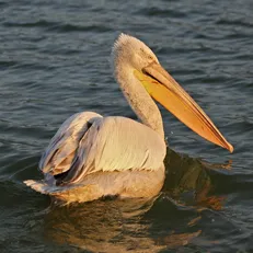 pelican păsări