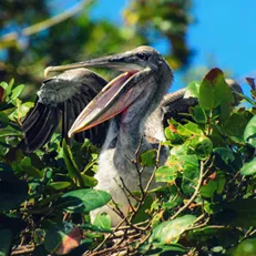 pelican păsări