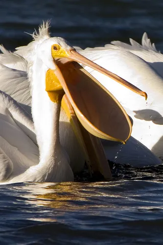 pelicanul Bird - descriere, fotografii - Animal Mondială (Pelican) pelicanul Bird - descriere, imagine - lumea animală
