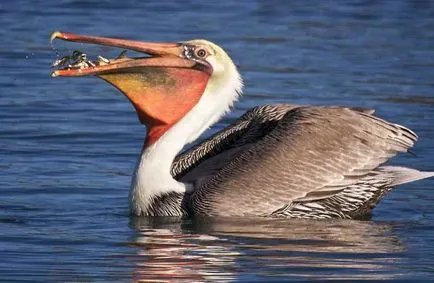 pelicanul Bird - cele mai neobișnuite și uimitoare muștele de păsări foarte bine, se arunca cu capul rău, grațios