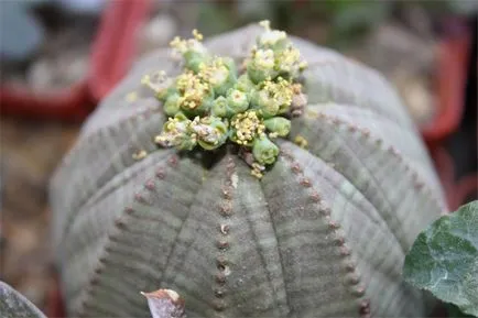 Tipuri de Euphorbia comune (milkweed)
