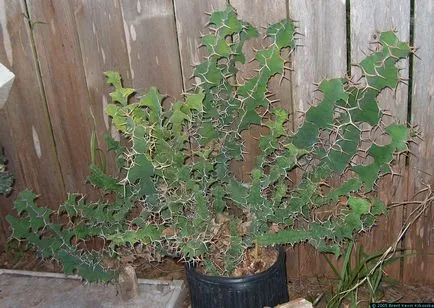 Tipuri de Euphorbia comune (milkweed)