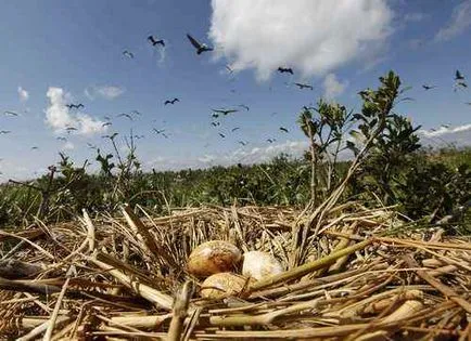 pelicanul Bird - cele mai neobișnuite și uimitoare muștele de păsări foarte bine, se arunca cu capul rău, grațios