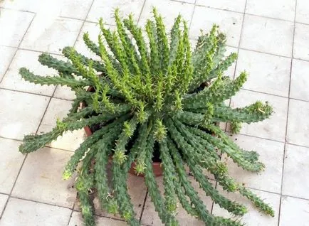 Tipuri de Euphorbia comune (milkweed)