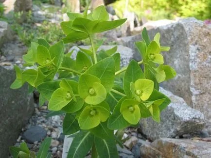 Tipuri de Euphorbia comune (milkweed)