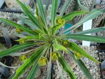 Tipuri de Euphorbia comune (milkweed)
