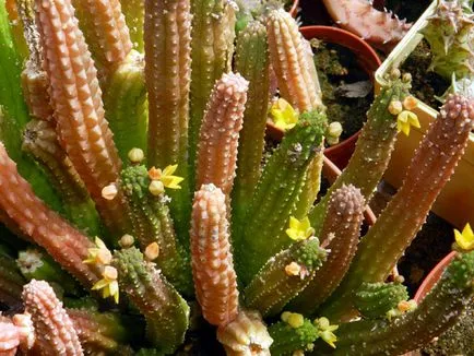 Tipuri de Euphorbia comune (milkweed)