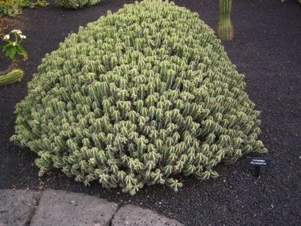 Tipuri de Euphorbia comune (milkweed)