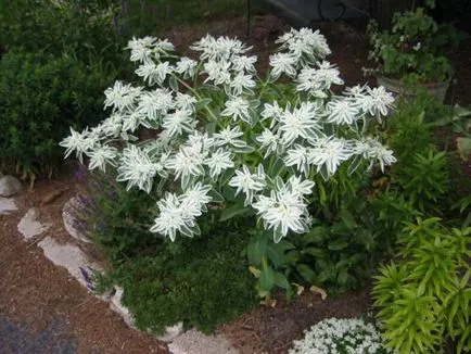 Tipuri de Euphorbia comune (milkweed)