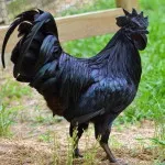întreținere găini de reproducție și de îngrijire la domiciliu