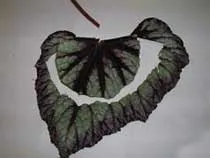 begonii de reproducere, în creștere din semințe - plante de interior și flori
