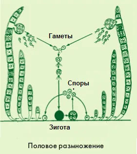 plante cu spori inferioare de reproducere (alge)