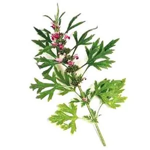 disecanta osteocondritei genunchiului (boala Koenig) Simptome si tratament (disecantă) disecanta osteocondritei genunchiului (boala Koenig) Simptome si tratament