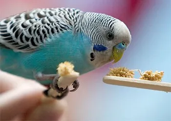 Dieta si nutritie budgies la domiciliu (papagali) Dieta si nutritie budgies la domiciliu