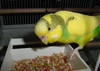 Dieta si nutritie budgies la domiciliu (dieta) Dieta si nutritie budgies la domiciliu