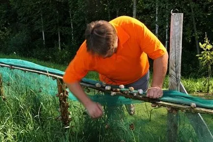 De reproducție melci la domiciliu ca o afacere