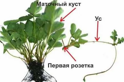 căpșuni Reproducere mustață