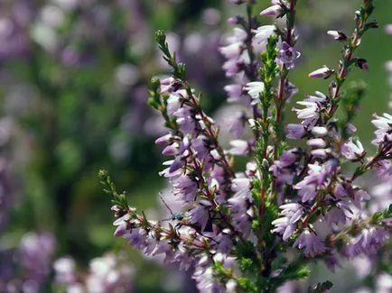 plantă Heather - plantare și îngrijire, fotografie buruiană, buruiană în creștere din semințe; tipuri și proprietăți