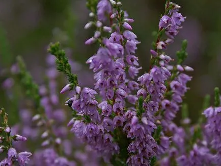 plantă Heather - plantare și îngrijire, fotografie buruiană, buruiană în creștere din semințe; tipuri și proprietăți