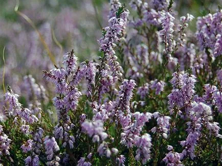plantă Heather - plantare și îngrijire, fotografie buruiană, buruiană în creștere din semințe; tipuri și proprietăți