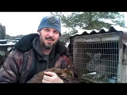 Iepuri de reproducție la domiciliu pentru începători cum să crească și să păstreze