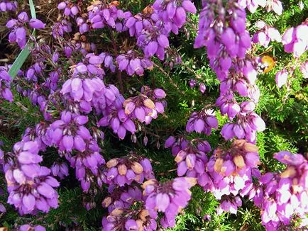 plantă Heather - plantare și îngrijire, fotografie buruiană, buruiană în creștere din semințe; tipuri și proprietăți