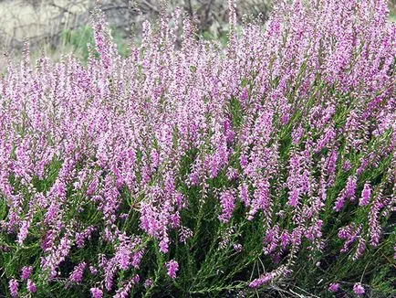 plantă Heather - plantare și îngrijire, fotografie buruiană, buruiană în creștere din semințe; tipuri și proprietăți