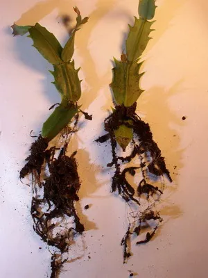 Crăciun cactus fotografie Schlumberger, de îngrijire la domiciliu decembristă, de reproducere (cactus) Crăciun cactus fotografie Schlumberger, de îngrijire la domiciliu decembristă, de reproducție
