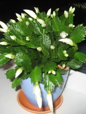 Crăciun cactus fotografie Schlumberger, de îngrijire la domiciliu decembristă, de reproducere (condiții) Crăciun cactus fotografie Schlumberger, de îngrijire la domiciliu decembristă, de reproducție