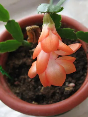 Crăciun cactus fotografie Schlumberger, de îngrijire la domiciliu decembristă, de reproducere (condiții) Crăciun cactus fotografie Schlumberger, de îngrijire la domiciliu decembristă, de reproducție