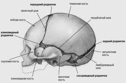 Fontanela când supradezvoltat și ce dimensiune ar trebui să fie
