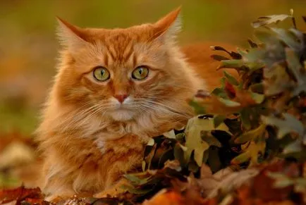pisică roșu ca blana de culoare afectează natura animalului (pisica portocalie) pisică roșu ca blana de culoare afectează natura animalului