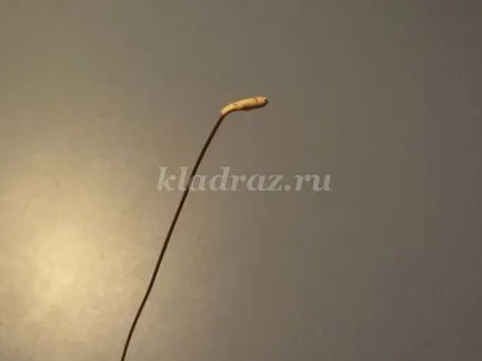 Rose din scoarță de mesteacăn cu mâinile lor (Rose) Rose din scoarță de mesteacăn cu mâinile lor