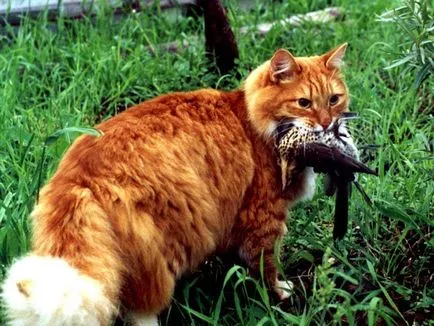 pisică roșu ca blana de culoare afectează natura animalului (roșu) pisică roșu ca blana de culoare afectează natura animalului
