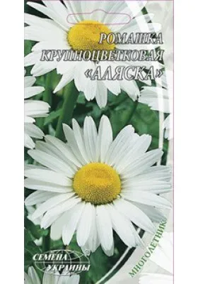 Grădină Daisy, răsaduri în creștere, cum să aibă grijă