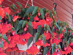 Gradinarit - Cultivarea și îngrijirea plantelor de grădină și flori