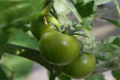 Salate rosii verzi, de asemenea, destul de gustoase