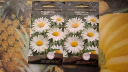 Grădină Daisy, răsaduri în creștere, cum să aibă grijă