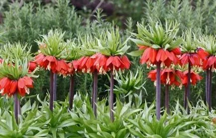 Fritillaria imperialis moduri de a crește și de îngrijire