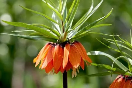 Fritillaria imperialis moduri de a crește și de îngrijire