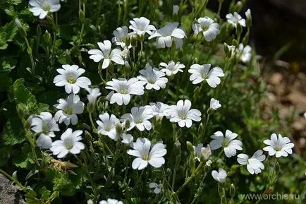 Gradina de plantare de flori și de îngrijire, cultivare, reproducere, descriere, poze (îngrijire) plantare de flori de grădină și de îngrijire, cultivare, reproducere, descriere, fotografie