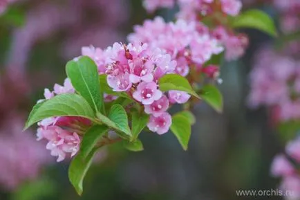 Gradina de plantare de flori și de îngrijire, cultivare, reproducere, descriere, poze (alte nume) plantare de flori de grădină și de îngrijire, cultivare, reproducere, descriere, fotografie